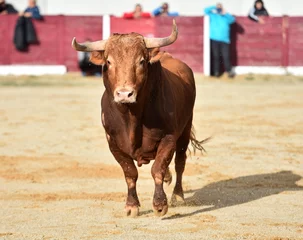 Zelfklevend Fotobehang spanish bull in a traditional spectacle of bullfight © alberto