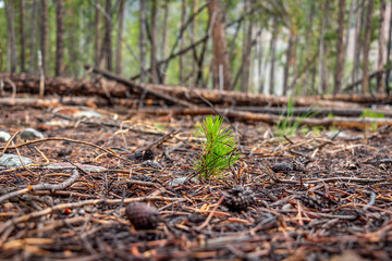 Close Up of a New Pine Tree Bough With Shallow Depth of Field