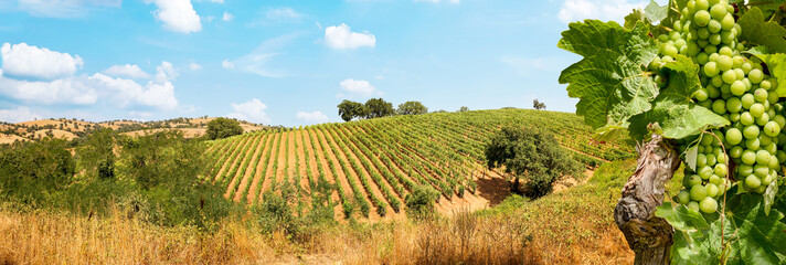 Vineyards with grapevine and hilly tuscan landscape near winery along Chianti wine road in the...