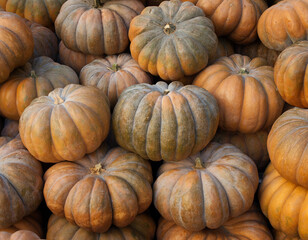 Big pile of pumpkins