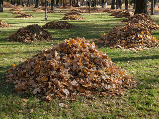 Heaps of fallen leaves