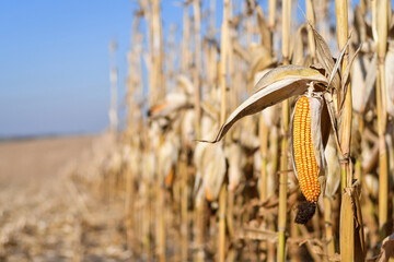 Single ear of yellow corn in rows of dried brown corn in agricultural field during harvest time. Selective focus. Copy space