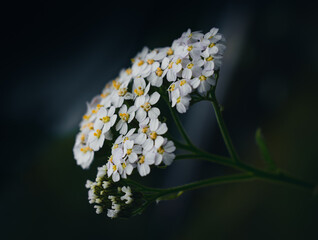 Fiore di achillea © Zdravka