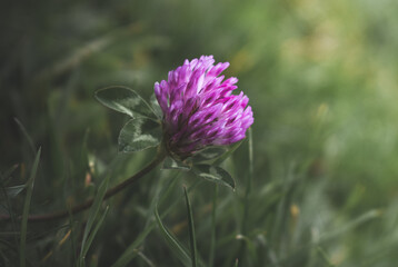 Fiore di trifoglio 