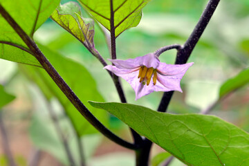 ナスの花
