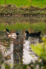 Quacks 