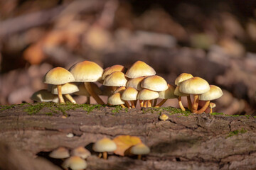 Selective focus of small yellow wild mushrooms on tree trunk in autumn, Hypholoma capnoides is an edible mushroom in the family Strophariaceae, Hypholoma fasciculare or sulphur tuft in the forest.