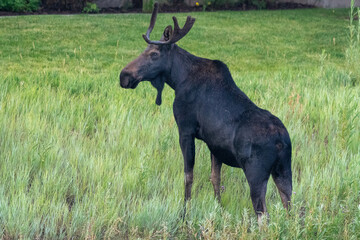 Moose on Hill