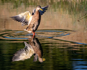Duck Flapping Wings