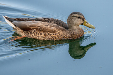 Duck in Lake