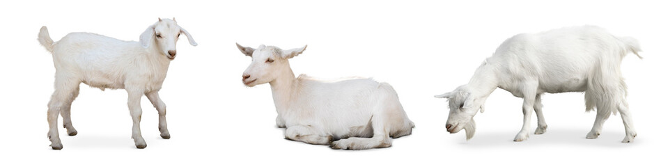 Cute domestic goats on white background, collage. Banner design