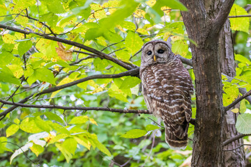 Barred Owl (Strix varia) in autumn décor