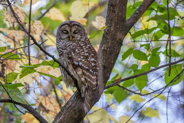 Barred Owl (Strix varia) in autumn décor