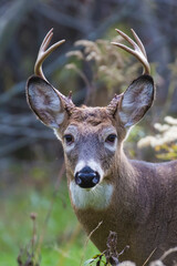 white tailed deer in autumn