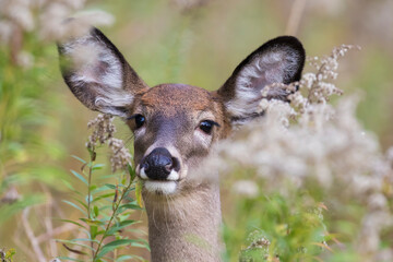  white-tailed deer female in autumn