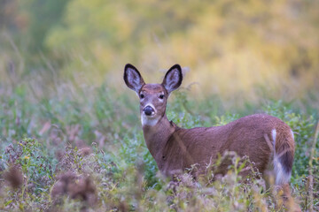 Fototapeta premium white-tailed deer female in autumn