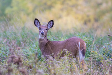  white-tailed deer female in autumn