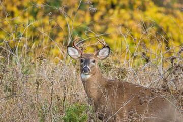 white tailed deer in autumn