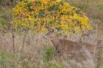 white tailed deer in autumn