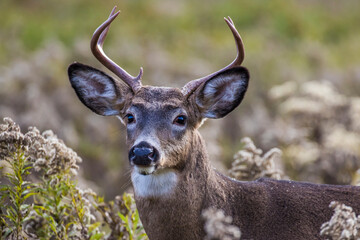 white tailed deer in autumn