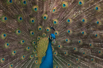 Obraz premium Pavo Real