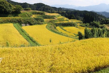 山都町の棚田の風景