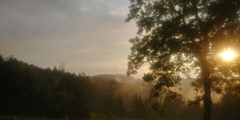 Fototapeta premium sunrise in the forest