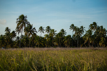 campo e coqueiros