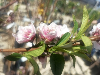 pink magnolia flower