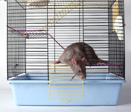 Caged Rat" Images – Browse 12 Stock Photos, Vectors, and Video | Adobe Stock
