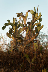 Nopales