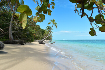 Wild tropical beach with coconut trees and other vegetation, white sand beach, Caribbean Sea, Panama