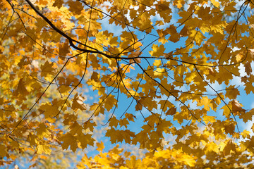autumn leaves on sky
