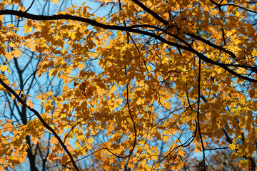 autumn leaves against blue sky