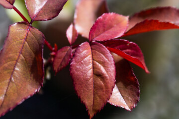 Hoja rosa