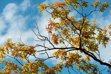 autumn oak leaves against blue sky