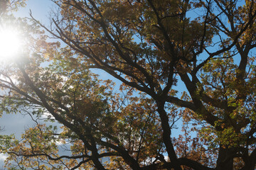 Fototapeta premium sunlight and tree