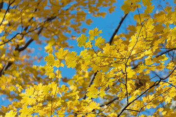 yellow leaves