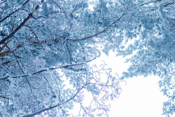 Nieve sobre los árboles de un bosque en invierno.