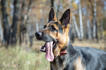 german shepherd, watchman, guard, guard, close-up