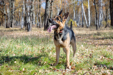 german shepherd, watchman, guard, protection