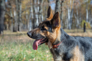 german shepherd, watchman, guard, guard, close-up