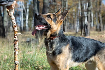 german shepherd, watchman, guard, guard, close-up