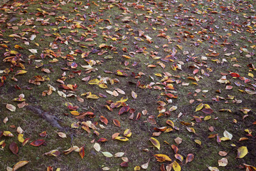 函館五稜郭公園落ち葉と地面