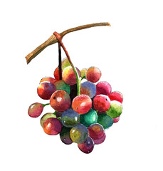 Bunch of juicy, bright grapes isolated on a white background. Watercolor illustration.
