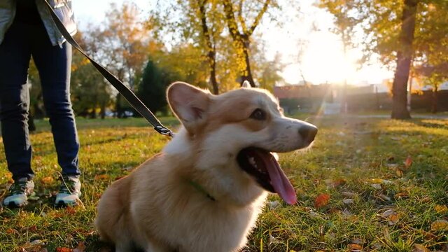 Woman playing with her Welsh Corgi Pembroke. Smile and happy cute dog walks in the autumn park, wags its tail