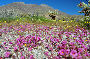 desert floor with pink wildflowers