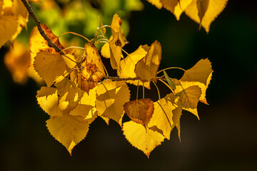Cottonwood leaves in the fall;  Riverbend Ponds Natural Area;  Ft Collins, Colorado - obrazy, fototapety, plakaty