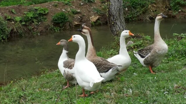 Geese are walking on the grass of the stream. gray and black geese in greenery