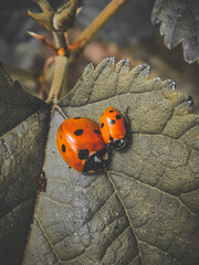 Family 🐞